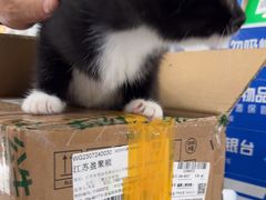 -四月宠物医院·猫专科·心脏专科·内科(转塘店)