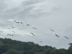 -深圳野生动物园
