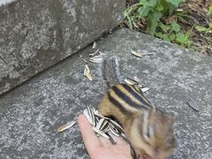 -汤旺河林海奇石景区