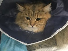 -伟伟宠物医院·CT影像中心·瑞派犬猫综合性门诊(汉口总院)