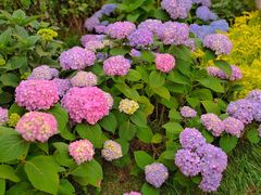 -天津医科大学肿瘤医院(本部院区)