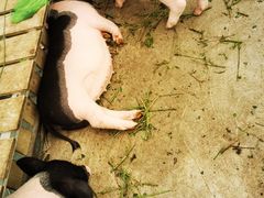 -麻涌飞鸭开心农场