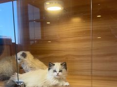 -猫十亿·布偶金渐层·曼基康矮脚猫舍(青年路店)