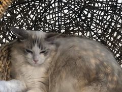 -飞行喵MR PILOT|猫舍·猫咖(静安大融城店)