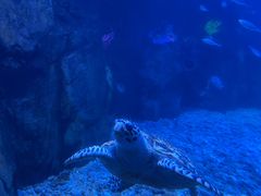 -太平洋海底世界