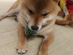 -逗柴咖啡屋·狗咖猫咖宠物桌游