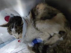 -佳怡动物医院·平价24小时·猫专科骨外科