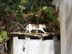 -普陀山慧济禅寺