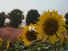 -映月湖中央公园