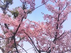 -新江湾城公园