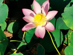 -天津东丽湖风景区