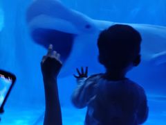 -多彩贵州城极地海洋世界