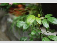 -行人小筑·茶馆(岑村火炉山分店)