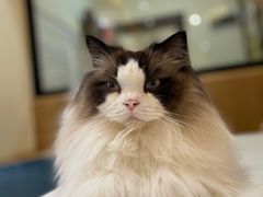 -滚猫咖啡·猫咖·猫友好撸猫(未来城店)