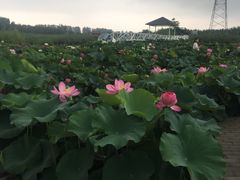 -白洋淀景区