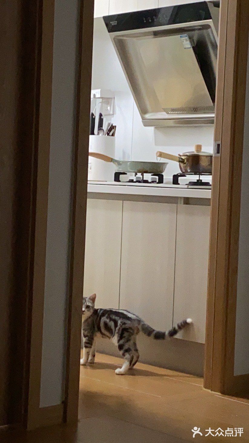 谁家猫儿子还不是个戏精了？🧘‍♀️