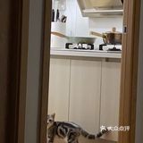 谁家猫儿子还不是个戏精了？🧘‍♀️