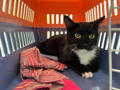 -纳吉亚猫专科动物诊疗中心(蒋宅口分院)