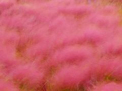 -羊亭河湿地公园