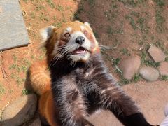 -云南野生动物园