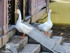 -豫园湖心亭茶楼