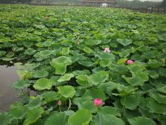 -荷塘月色湿地公园·向阳花洲