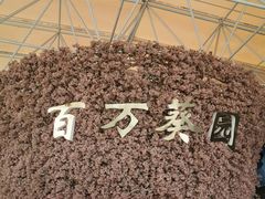 -百万葵园