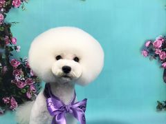 -读宠于你·约克夏比熊·睫角守宫·爬宠售卖(高新店)