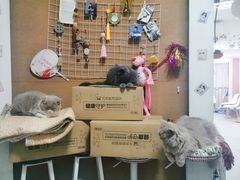 -我爱猫咪·猫咖·狗咖·安哥拉兔·羊驼咖(小寨华旗店)
