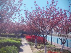-高东镇樱花园