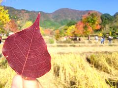 -塔川景区