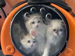 -伟伟宠物医院·CT影像中心·瑞派犬猫综合性门诊(汉口总院)