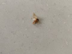 -上海虹口糕团食品厂(昌里东路店)