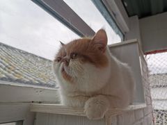 -喵屿·大理花园猫咖