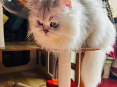 -欣宠猫屋·矮脚拿破仑·蓝金金渐层