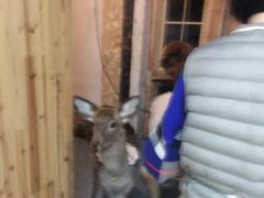 -猫色咖啡·猫咖