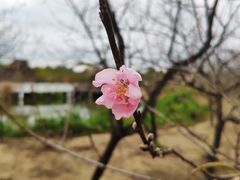 -丹樱生态园