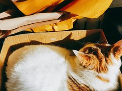 -平行世界·猫咖(首经贸店)