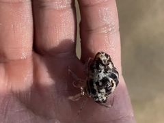 -西涌国际滨海旅游区