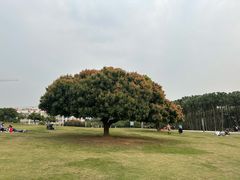 -红花山公园