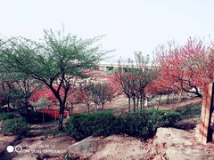 -秀丽东方