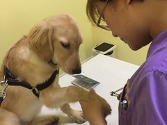 -瑞鹏宠物医院·爱宠堂·骨外专科(西荷分院)