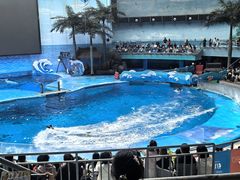 -海合安成都极地海洋公园