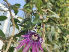 -国家植物园南园