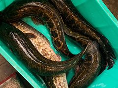 -龙继斑鱼庄(犀浦店)