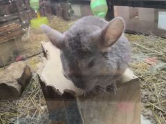 -宠物世家(仲盛世界商城店)