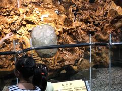 -江湾神木园