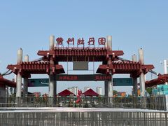 -曹州牡丹园
