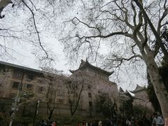 -武汉大学-樱园