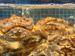 -海月轩海鲜豆捞(紫金塔店)